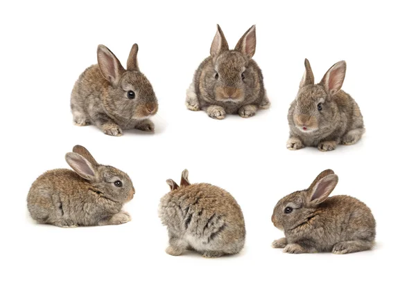 Grey rabbit on a white background — Stock Photo, Image