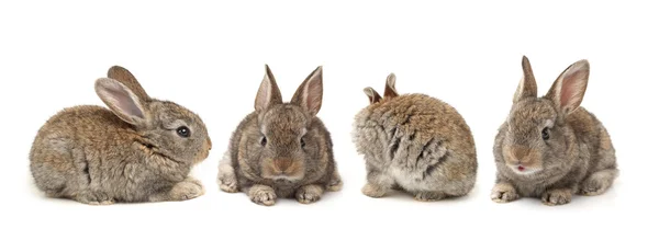 Grijs konijn op een witte achtergrond — Stockfoto