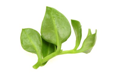 acı ot olarak da bilinen andrographis paniculata kralı