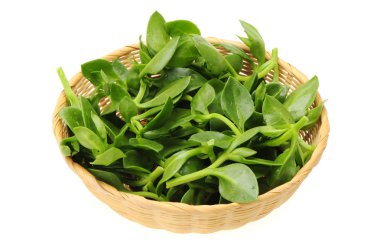 acı ot olarak da bilinen andrographis paniculata kralı