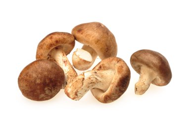 shiitake mantar
