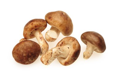 shiitake mantar