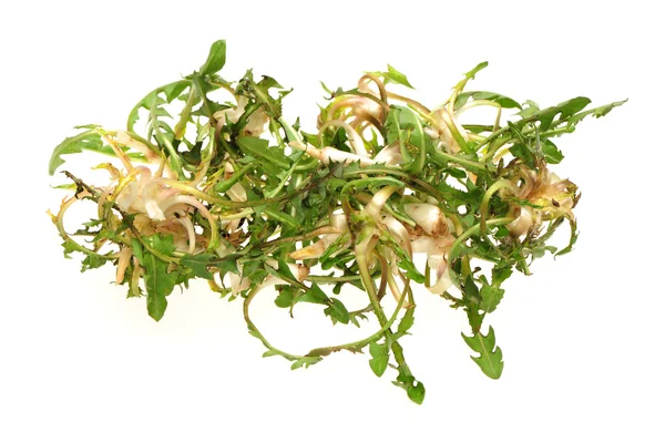 Beyaz zemin üzerine taze karahindiba yeşillikleri — Stok fotoğraf