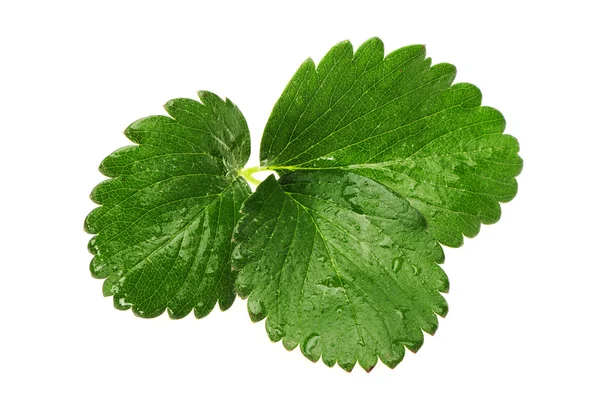 Strawberries leaf — Stock Photo, Image