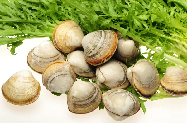 Live clams — Stock Photo, Image