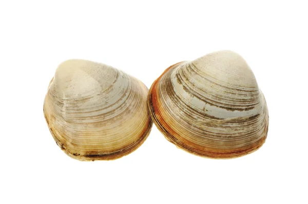 Live clams — Stock Photo, Image