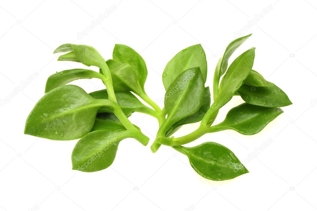 King of Bitter Herb also known as Andrographis paniculata Stock Photo by ©jianghongyan 29787057