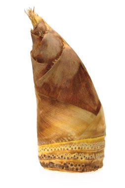 Bambu filizleri