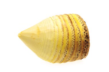 Bambu filizleri