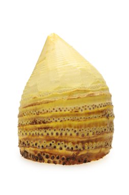 Bambu filizleri