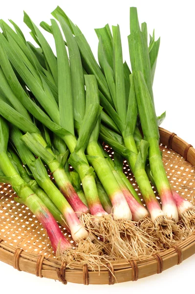 Young green garlic leaves isolated on white background — Stock Photo, Image