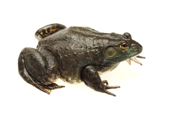 Bullfrog, rana catesbeiana, tegen witte achtergrond, studio opname — Stockfoto