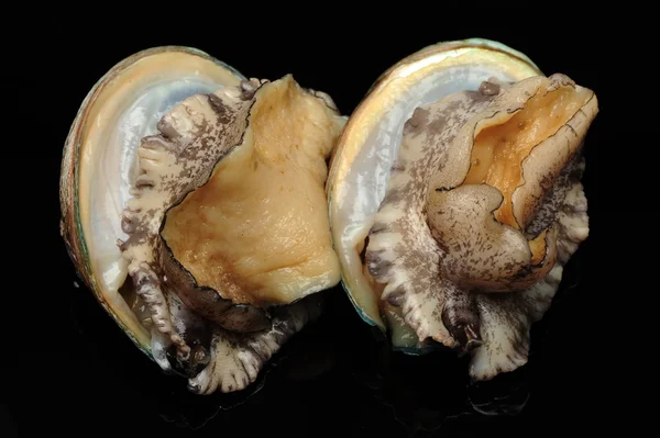 Ham abalones — Stok fotoğraf