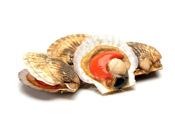 Live scallops — Stock Photo, Image