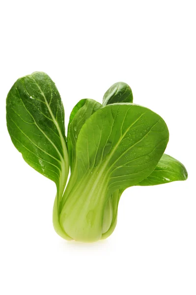 Chinese Vegetable cabbage on white background — Stock Photo, Image