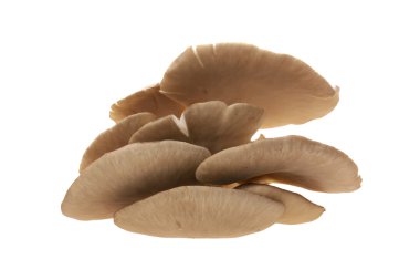 istiridye mantar