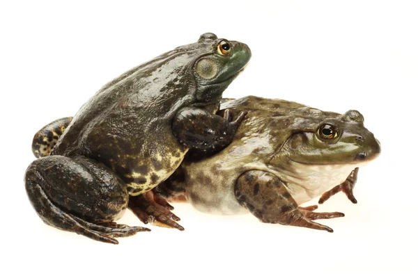Bullfrog, rana catesbeiana, tegen witte achtergrond, studio opname — Stockfoto