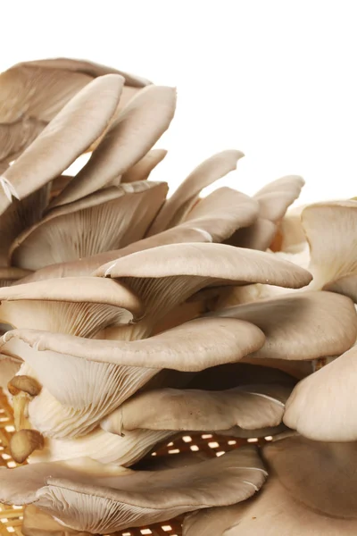 Oyster mushroom — Stock Photo, Image