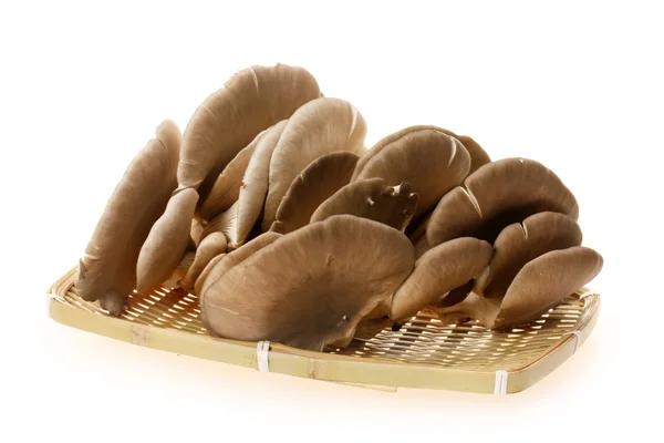 Funghi di ostrica — Foto Stock
