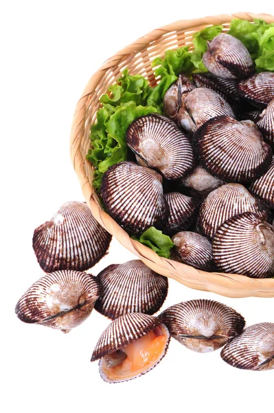 Live clams — Stock Photo, Image