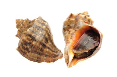 beyaz zemin üzerinde canlı kabuklu.