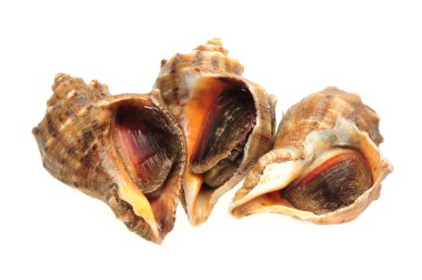 beyaz zemin üzerinde canlı kabuklu.