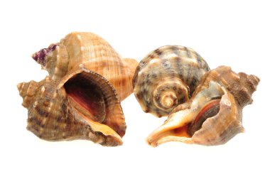 beyaz zemin üzerinde canlı kabuklu.