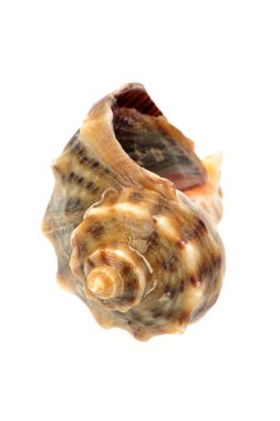 beyaz zemin üzerinde canlı kabuklu.