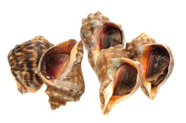 beyaz zemin üzerinde canlı kabuklu.