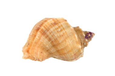 beyaz zemin üzerinde canlı kabuklu.