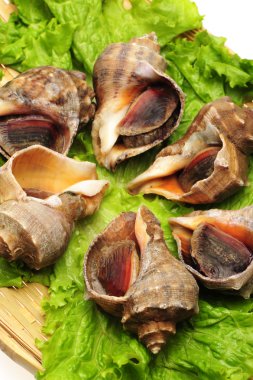 beyaz zemin üzerinde canlı kabuklu.