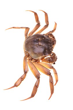 beyaz arkaplanda yengeç