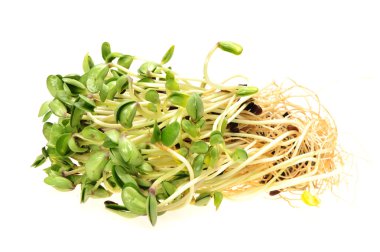 beyaz zemin üzerine yeşil soya filizi