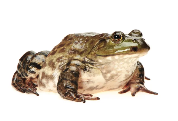 Bullfrog, rana catesbeiana, tegen witte achtergrond, studio opname — Stockfoto