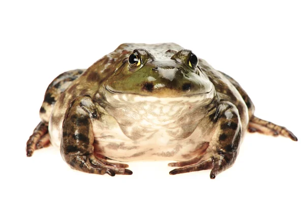 Bullfrog, Rana catesbeiana, contra fundo branco, tiro de estúdio — Fotografia de Stock