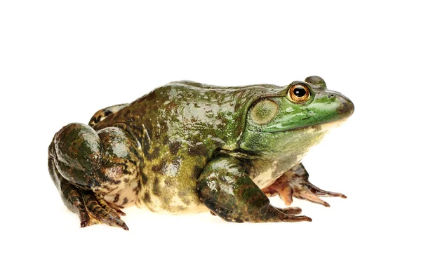 Bullfrog, Rana catesbeiana, contra fundo branco, tiro de estúdio — Fotografia de Stock