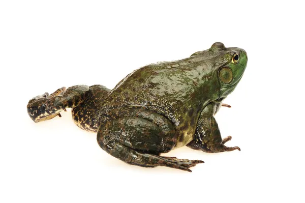 Rana toro, Rana catesbeiana, sobre fondo blanco, plano de estudio — Foto de Stock