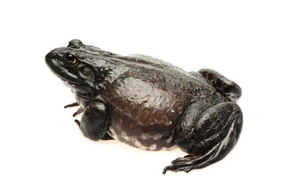 Bullfrog, Rana catesbeiana, sullo sfondo bianco, ripresa in studio — Foto Stock