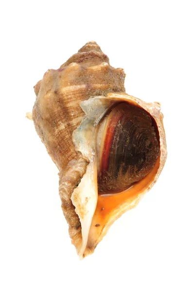 Live conch on white background. — Stock Photo, Image