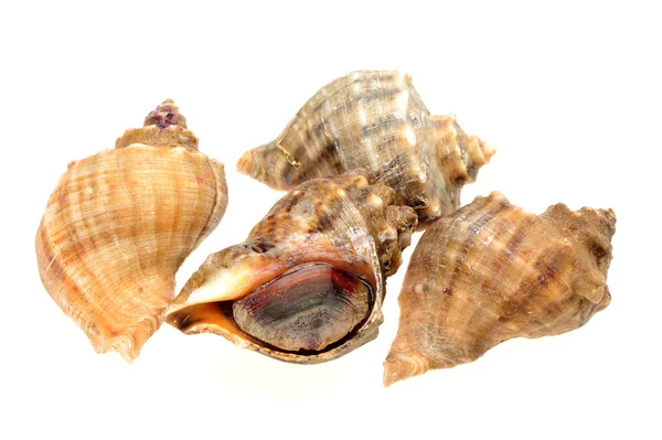 Levande conch på vit bakgrund. — Stockfoto