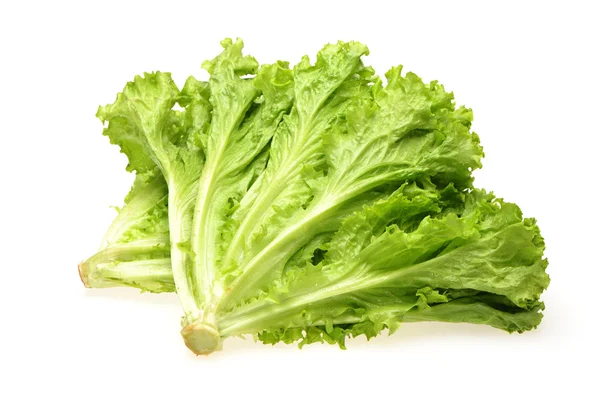 Kopfsalat — Stockfoto