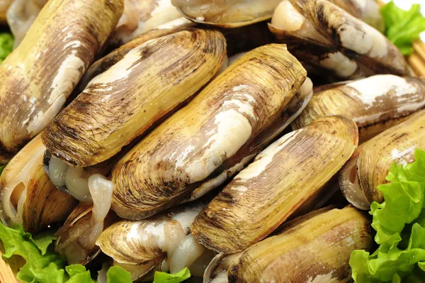 Razor clams — Stock Photo, Image