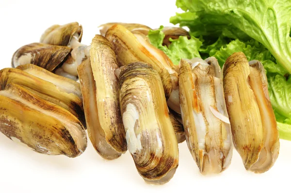 Бритвенные моллюски — стоковое фото