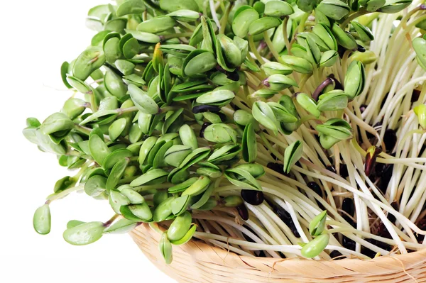 Green soybean sprouts on white background — Stock Photo, Image