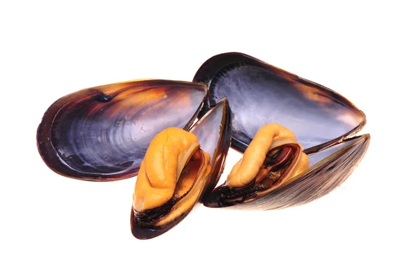 Färsk mussla isolerad på vit bakgrund. — Stockfoto