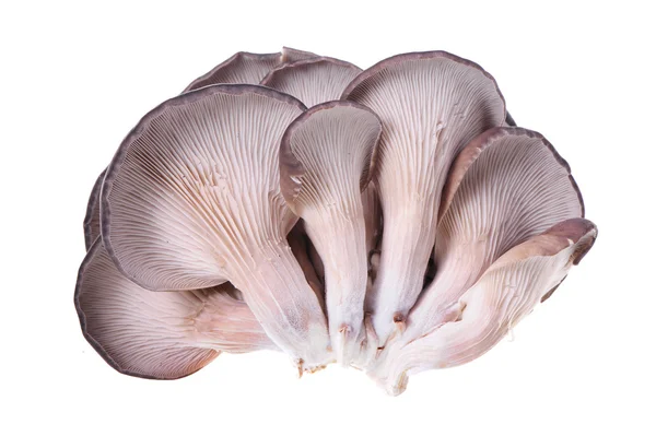 Oyster mushroom — Stock Photo, Image