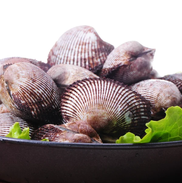 Live clams — Stock Photo, Image