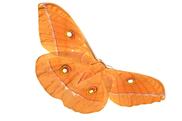 Silk moth on white background — Stock Photo, Image