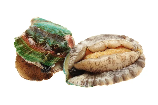 Abalones grezzi sullo sfondo bianco — Foto Stock