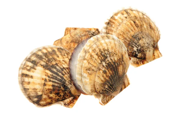 Live scallops — Stock Photo, Image